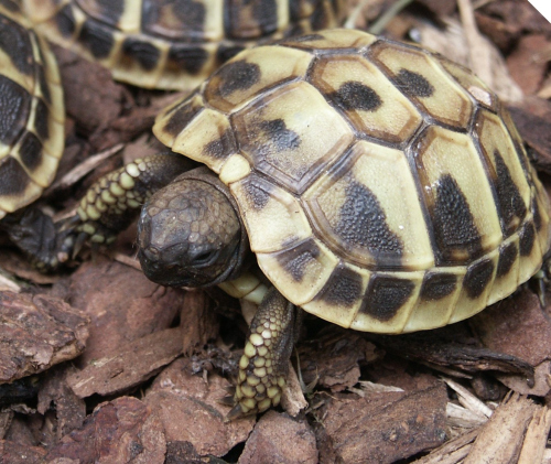img-129420-Gr. Landschildkröte Jungtier -P.Buchert.jpg
